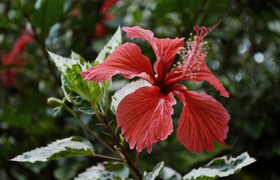 10個(gè)PR剪輯技巧，提高你的剪輯效率